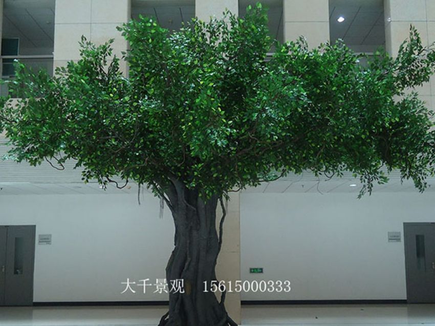 點擊查看詳細信息<br>標題：室內(nèi)榕樹 閱讀次數(shù)：1443