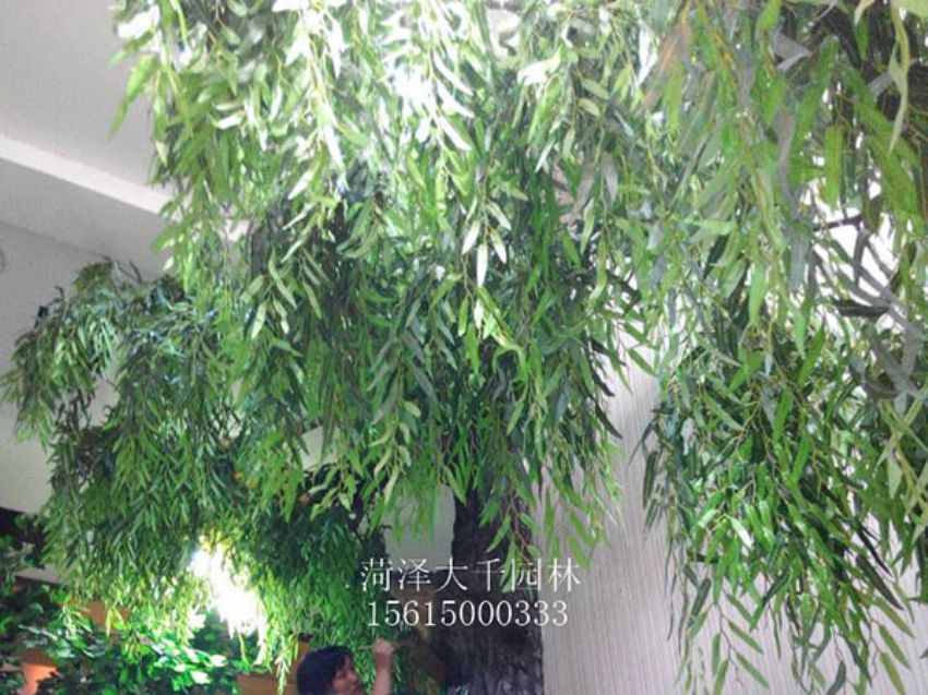 點擊查看詳細信息<br>標題：假樹 閱讀次數(shù)：1374
